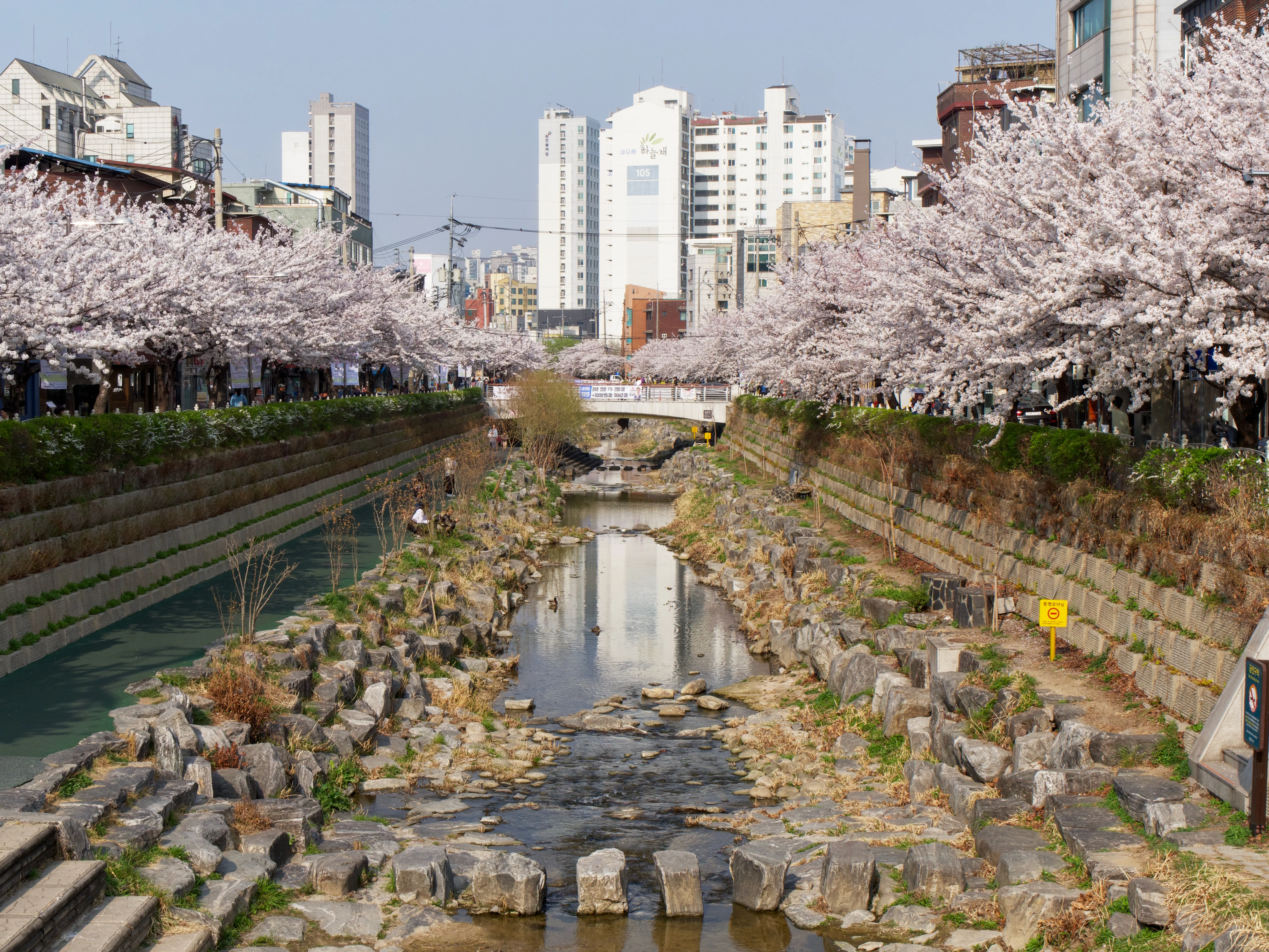 Cherry Blossoms Gallery - Picture 5